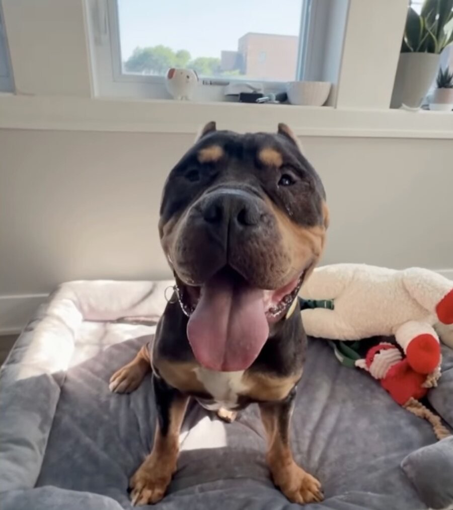 Braveheart sitting upright on a grey dog bed, tongue out, plush toys beside him
