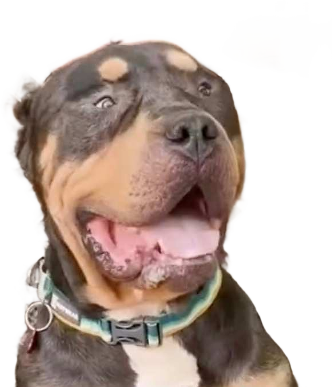 Braveheart, a large tri-colour rescue dog with an enormous blocky head, mouth open, tongue out