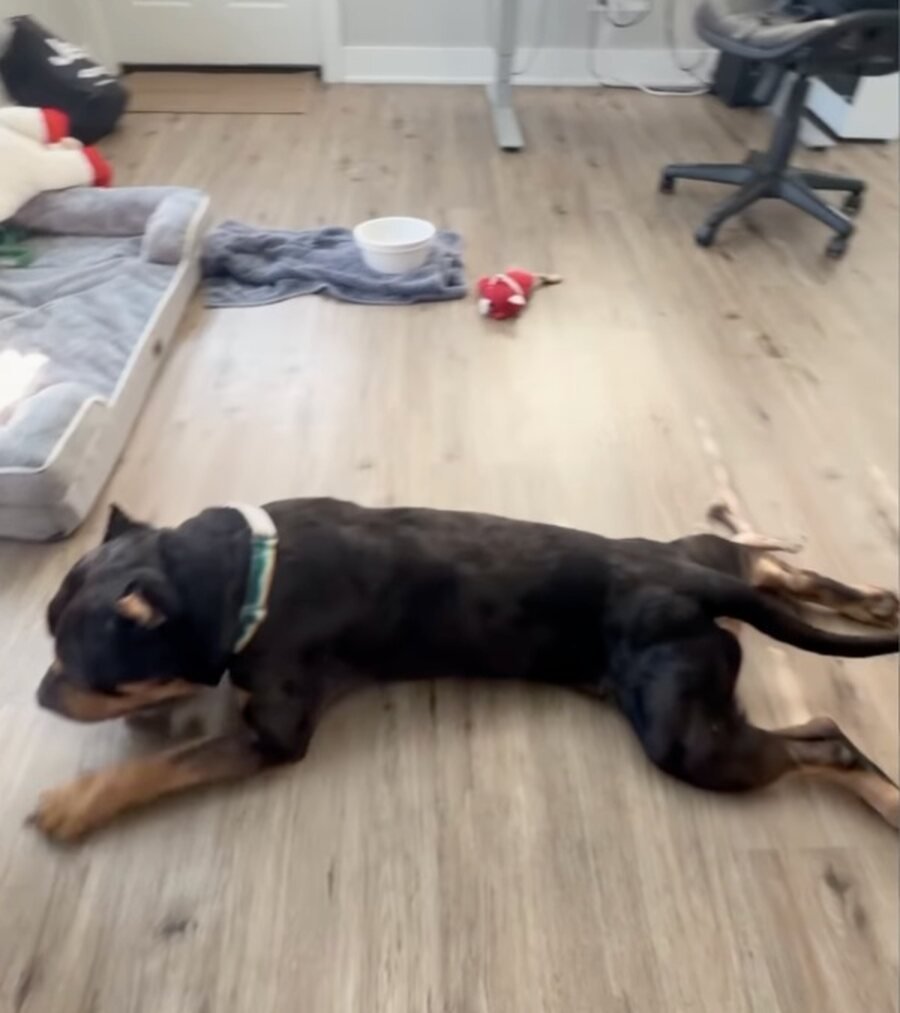 Braveheart lying flat out on bare hardwood, an unused dog bed behind him